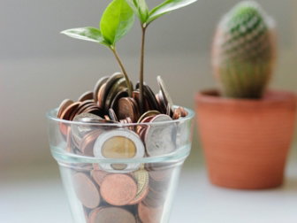 green plant in clear glass cup